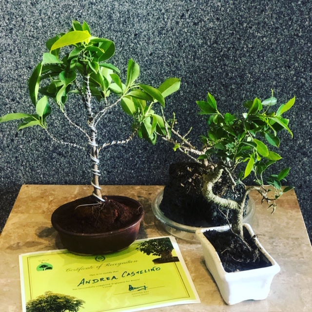 Ficus S shaped Bonsai