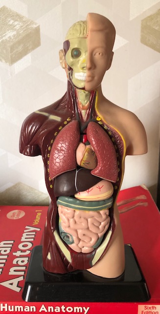 Anatomy Doll