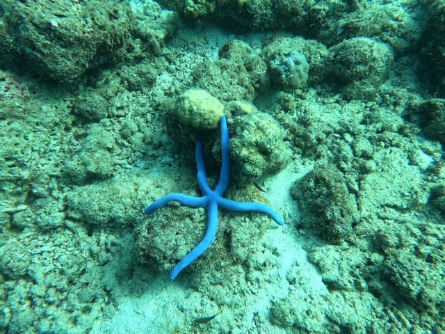 Blue starfish during our scuba dive